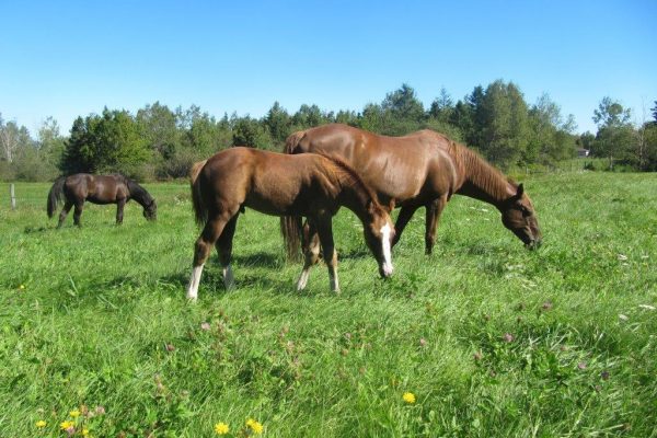 Katelynns Horses