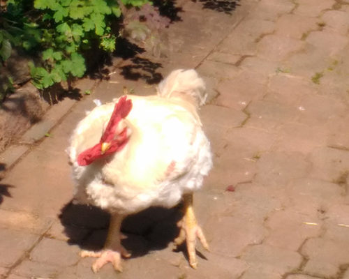 Vladi's Rooster